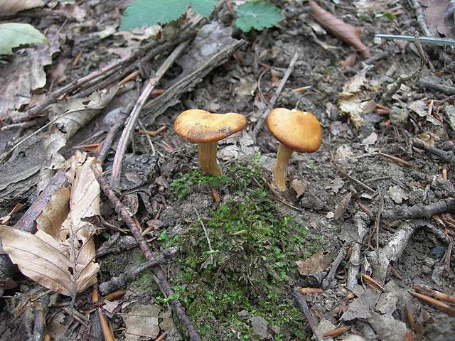 Cortinarius spec. Cod.:2392-7